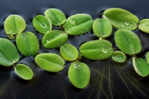 Salvinia floating fern green oval leaves with water droplets