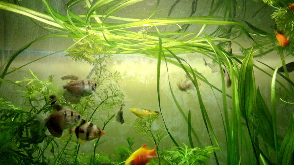 Vallisneria spiralis tape grass long ribbons in freshwater planted aquarium