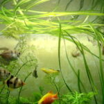 Vallisneria spiralis tape grass long ribbons in freshwater planted aquarium