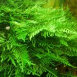 Christmas moss (Vesicularia montagnei) hanging triangular fronds in aquarium