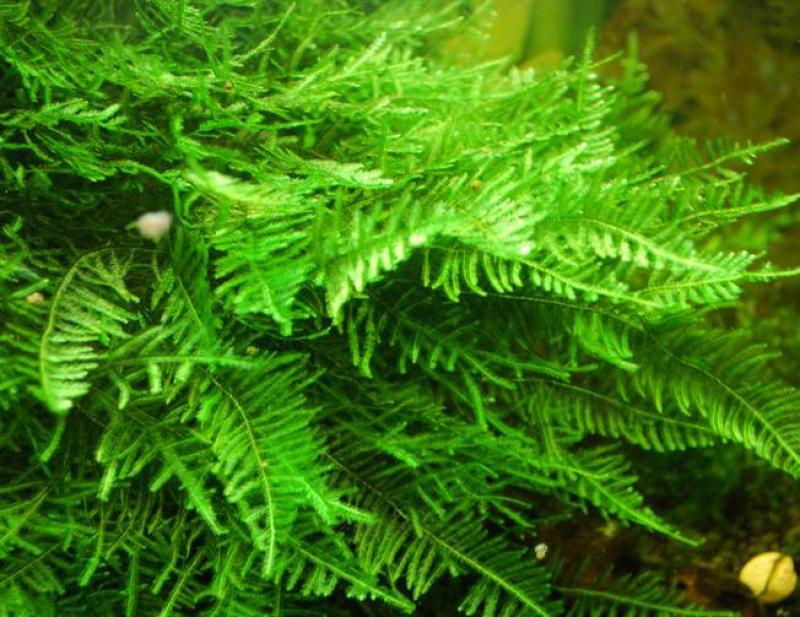 Christmas moss (Vesicularia montagnei) hanging triangular fronds in aquarium