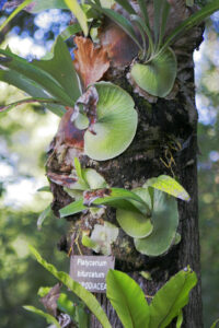 Staghorn fern (Platycerium)