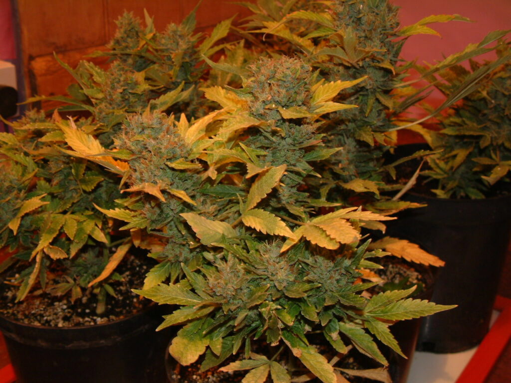Potted indoor plants