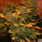 Potted indoor plants