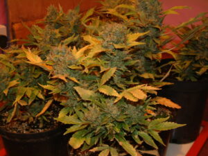 Potted indoor plants