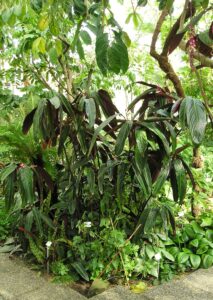 Stromanthe
