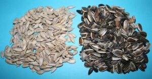 Sunflower & oil seeds