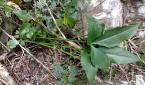 Syngonium / arrowhead vine