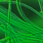 Cyanobacteria (blue-green algae mat)