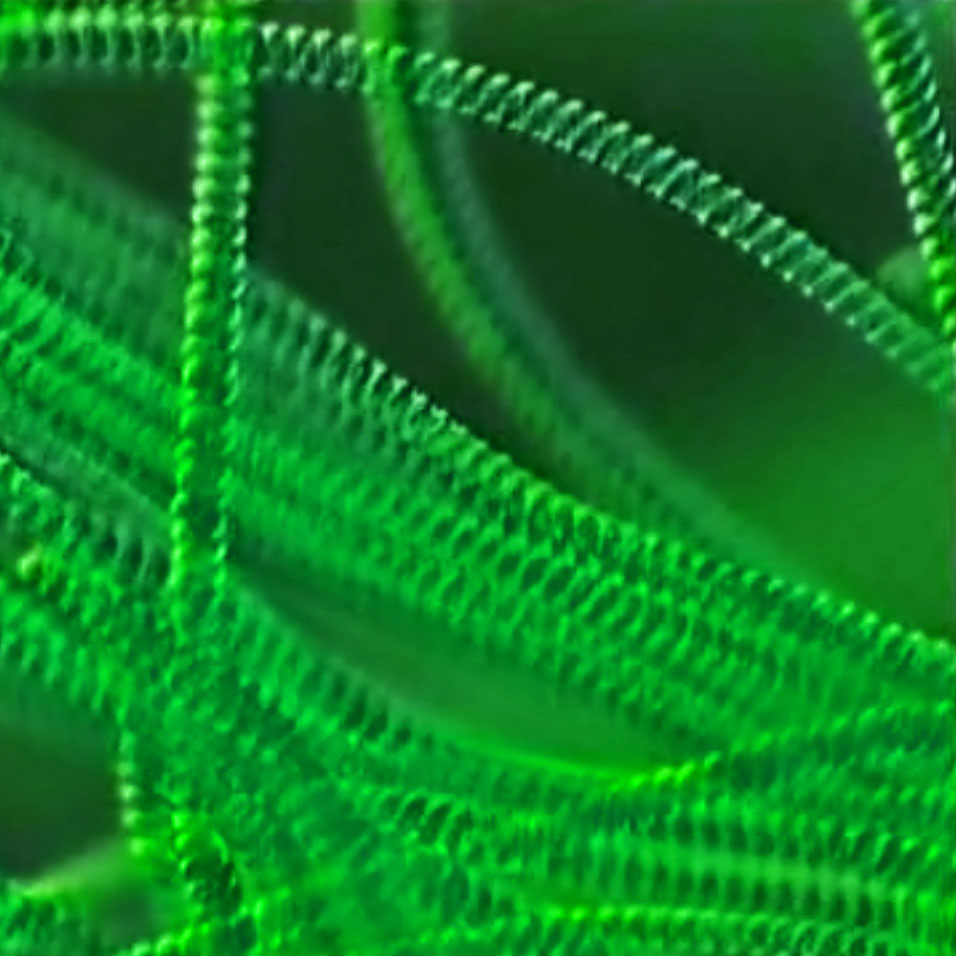 Cyanobacteria (blue-green algae mat)