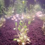 Carpet plant (Hemianthus / Glossostigma)