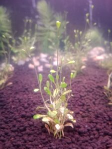 Carpet plant (Hemianthus / Glossostigma)
