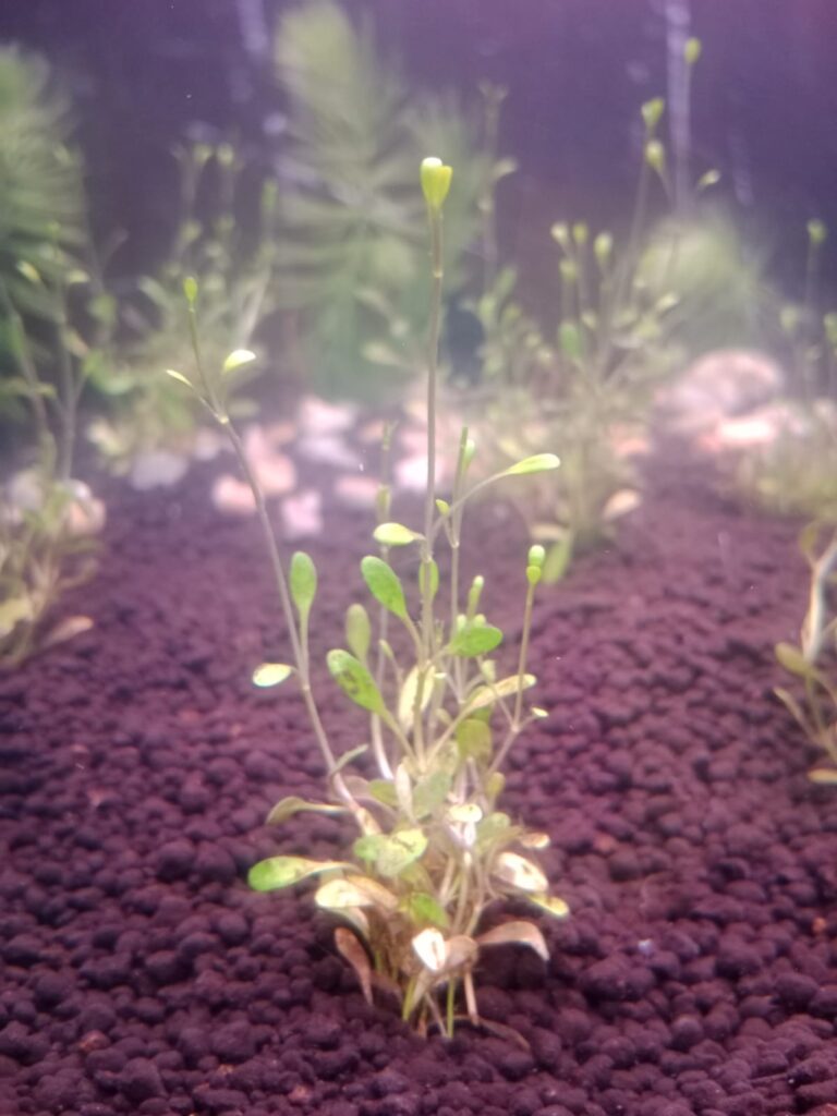Carpet plant (Hemianthus / Glossostigma)