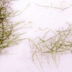 Cladophora (blanket weed)