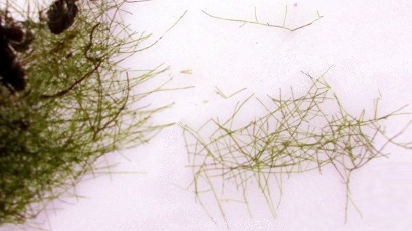 Cladophora (blanket weed)