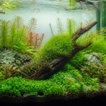Planted shrimp aquarium gentle water flow