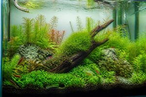Planted shrimp aquarium gentle water flow