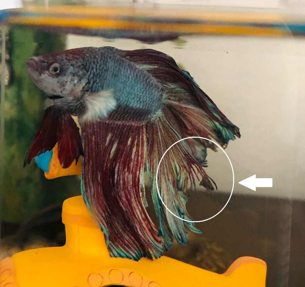 Betta splendens with fin rot frayed melting fin edges in aquarium