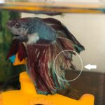 Betta splendens with fin rot frayed melting fin edges in aquarium