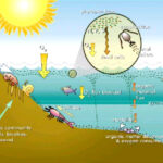 Green water / algal bloom