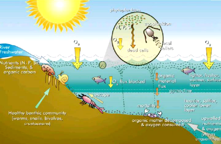 Green water / algal bloom