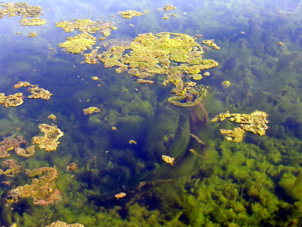 Filamentous green algae (Spirogyra / hair algae)