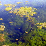 Filamentous green algae (Spirogyra / hair algae)