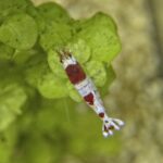 Crystal red shrimp Caridina in planted aquarium shrimp-safe ich treatment