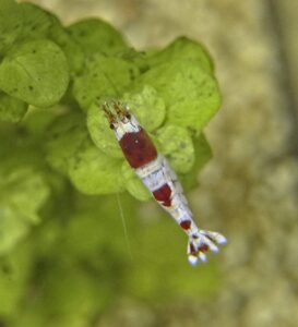 Crystal red shrimp Caridina in planted aquarium shrimp-safe ich treatment