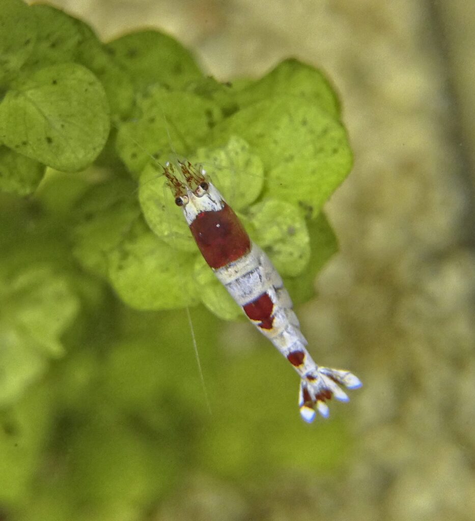Crystal red shrimp Caridina in planted aquarium shrimp-safe ich treatment