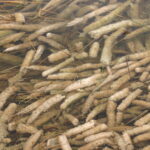 Mixed aquarium algae for identification