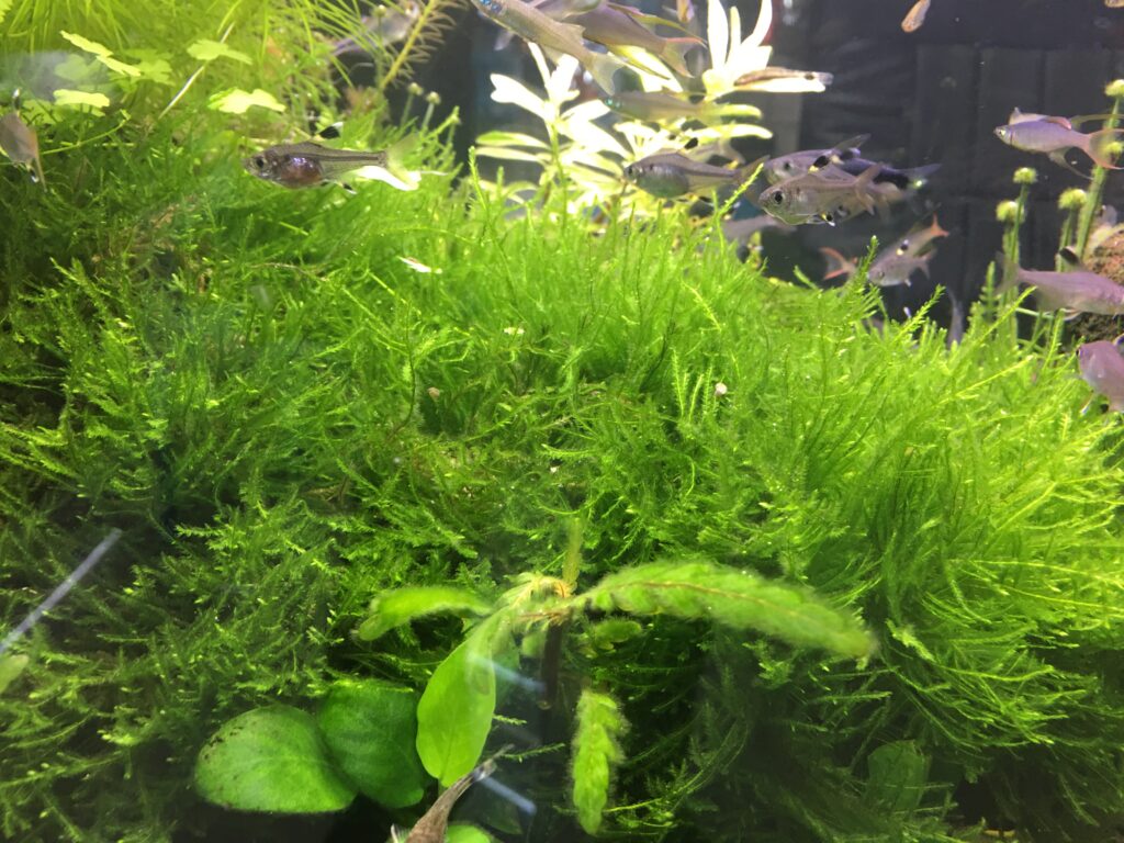 Planted freshwater aquarium (nitrate export)