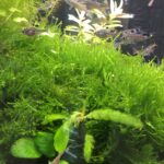 Planted freshwater aquarium (nitrate export)