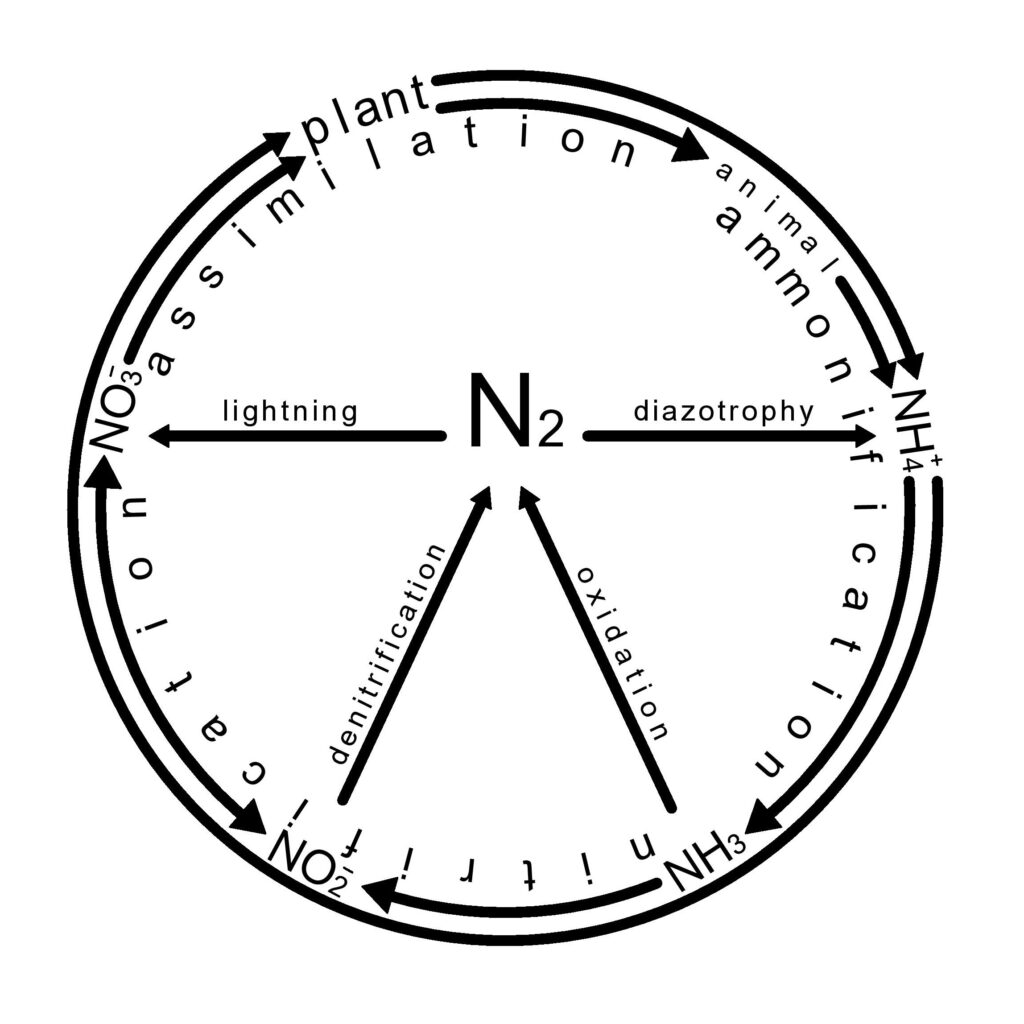 Nitrogen cycle / nitrite test chemistry