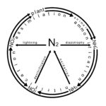 Nitrogen cycle / nitrite test chemistry