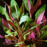 Red aquarium plant (Alternanthera / Ludwigia)