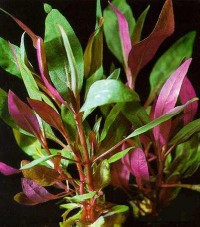 Red aquarium plant (Alternanthera / Ludwigia)