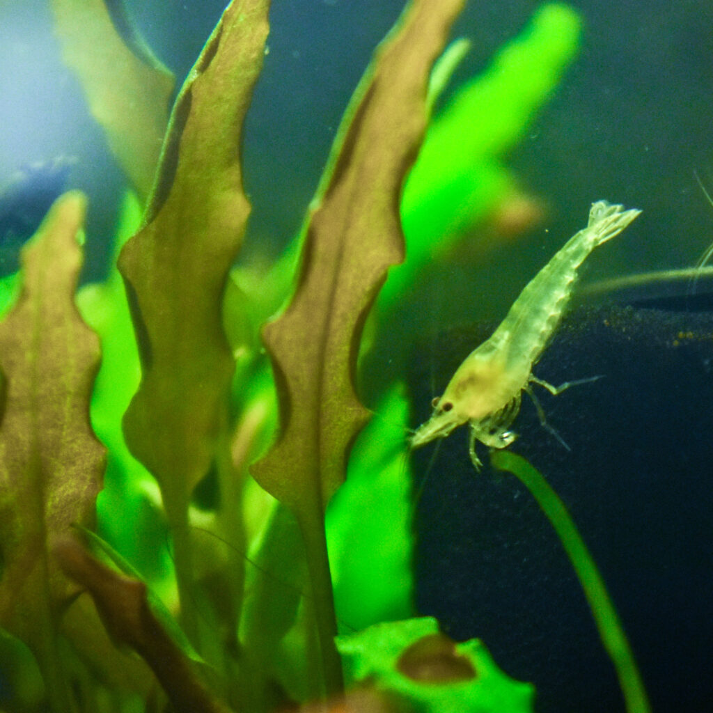 Pale translucent cherry shrimp on plant stem in aquarium