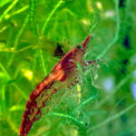 Red cherry shrimp on submerged plant in aquarium