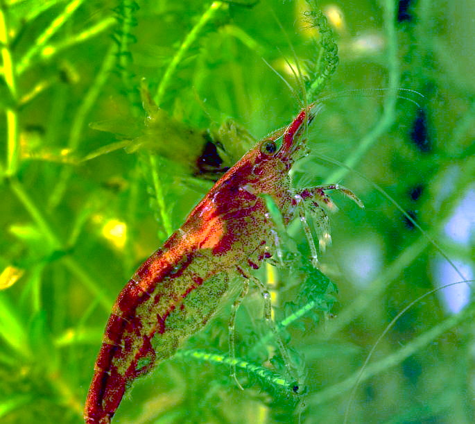 Red cherry shrimp on submerged plant in aquarium