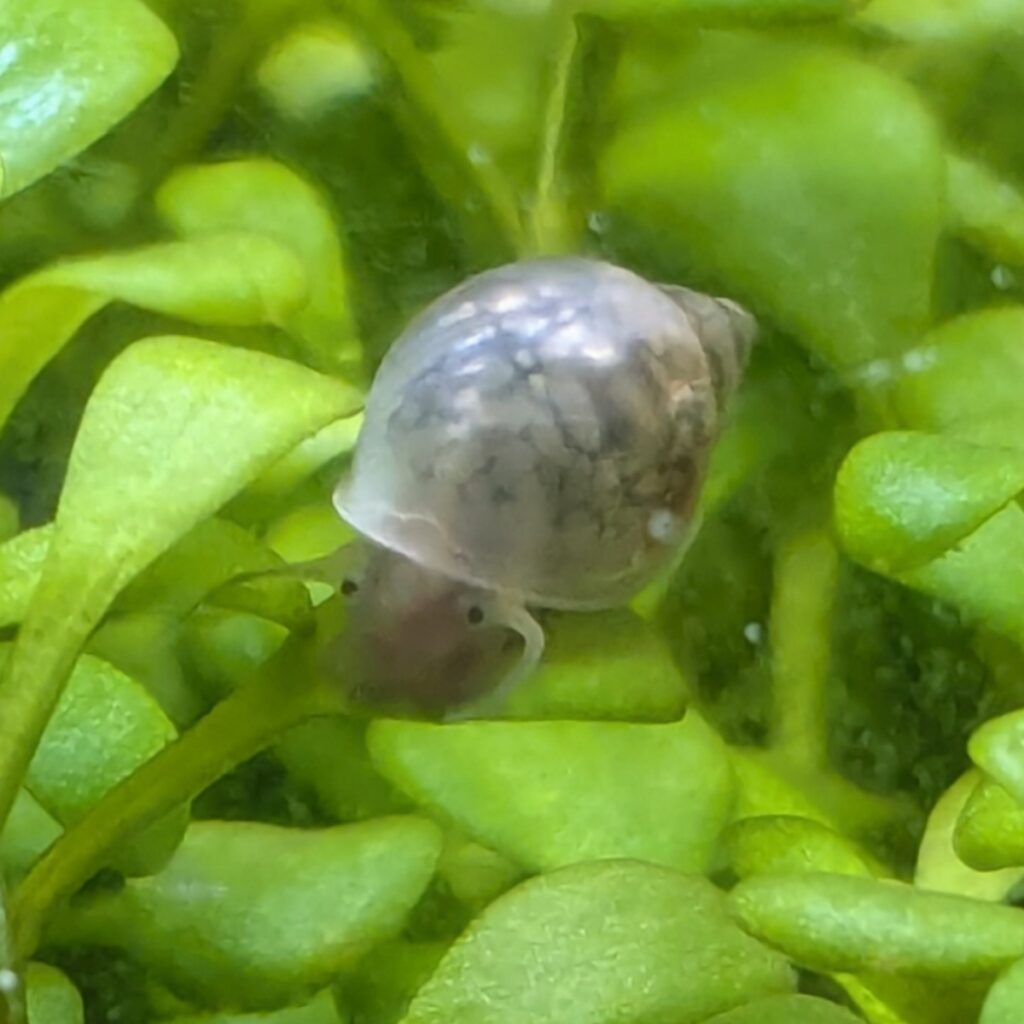 Physella acuta pest bladder snail crawling on green aquarium plant