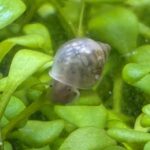 Physella acuta pest bladder snail crawling on green aquarium plant