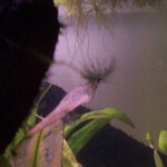 Red / staghorn-type algae (Rhodophyta)