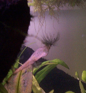 Red / staghorn-type algae (Rhodophyta)