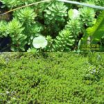 Stem aquarium plant (Ludwigia / Cabomba)