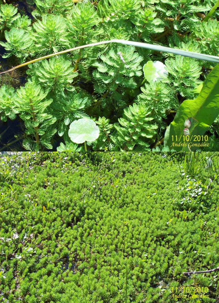 Stem aquarium plant (Ludwigia / Cabomba)