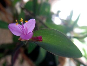 Tradescantia pallida