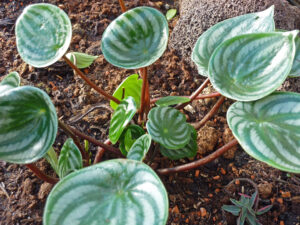 Watermelon peperomia