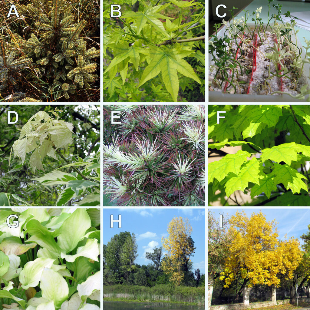 Leaf chlorosis (yellowing)