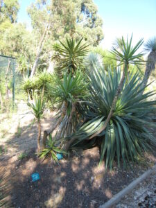 Yucca